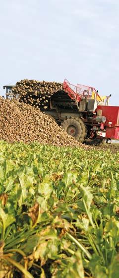 Potatis har, med undantag av färskpotatis, lång växtperiod och kan därmed förväntas utnyttja stallgödselkväve på ett bra sätt.