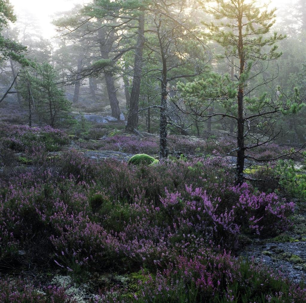 Tyresta nationalpark i Stockholms län är den näst största skogliga värdekärnan