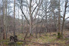 Endast ett fåtal träd och en liten hällmark är värda att bevara, pga att området redan delvis är avverkat och högre vegetation och fältskikt är hårt åtgångna. Området blir del av en kvarterspark.