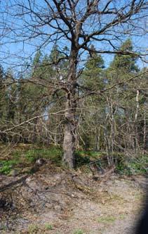 En hel del unga träd finns av framförallt löv, som t.ex. rönn, björk och asp. Stora höjdskillnader mellan öst och väst. B Ett område där den gamla markanvändningen sätter prägel på vegetationen.