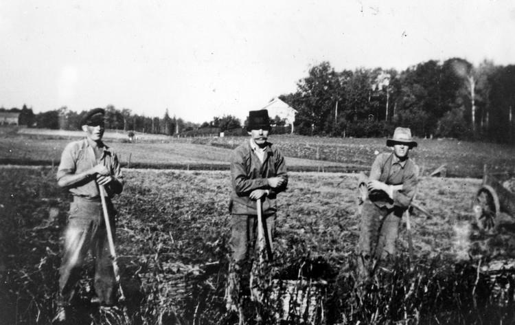 Potatisupptagning på Binäs nr 17, Granhöjd.