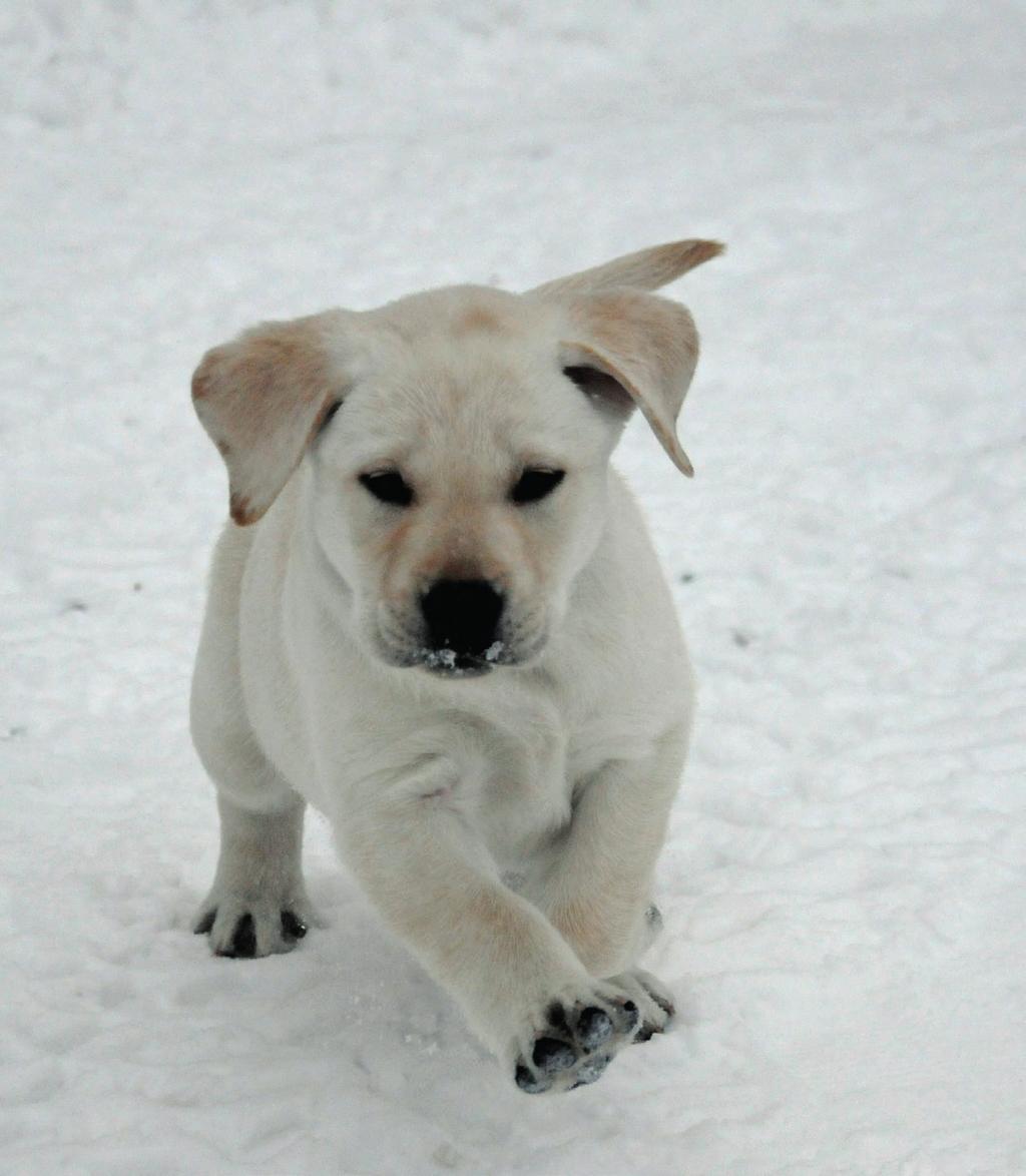 Det är viktigt att du är bestämd när du ska klippa klorna. Känner hunden att du är tveksam, så kommer krånglet på en gång.