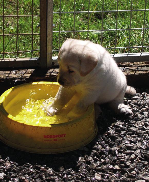 den själv vill och inte när du vill. KROPP & RÖST Våra hundar lyssnar inte bara på vad vi säger de läser dessutom av vårt kroppsspråk. Vi kan aldrig lura en hund.