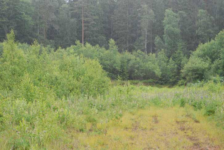 Skene Skog Hajom