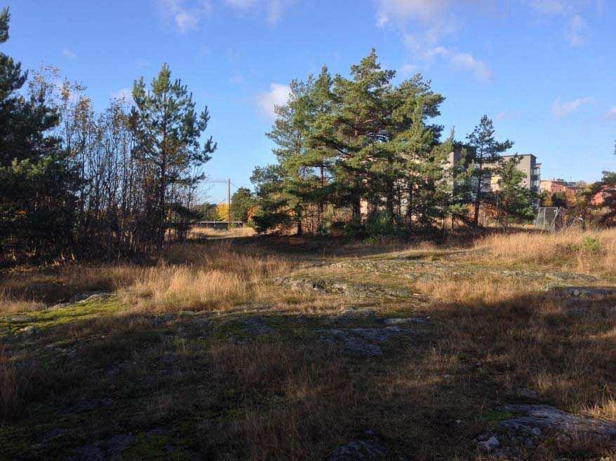 Sidnr: 9 Figur 2-6: Bergsplatån I skogsbacken står enstaka tallar tillsammans