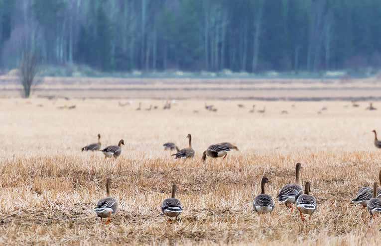 Mikko Alhainen, specialplanerare, Finlands viltcentral GOOSE PLATFORM internationella insatser för gässen Flera års arbete med beredning och skrivande fördes till ett hedersamt avslut när