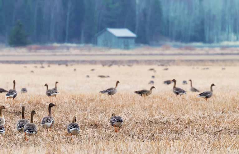 Finland hör till det mellersta förvaltningsområdet, vilket är lika med den fennoskandiska häckningspopulationen vi två årskullar som förhoppningsvis är större än förut och häckar, vilket kan innebära