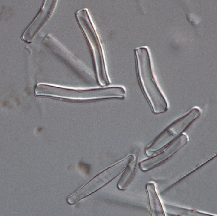 Lokalen i Tämnarån dominerades av de näringskrävande artgrupperna Achnanthidium minutissimum (group III) och Cocconeis placentula (Figur 11), vilket gjorde att diversiteten blev relativt låg (2,5).