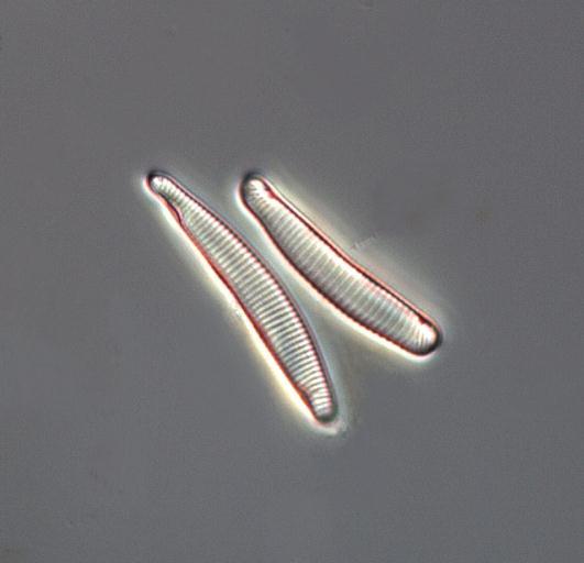 Figur 14. De surhetsindikerande arterna Eunotia incisa och Eunotia rhomboidea var vanliga i Gärsjöbäcken,. Näringskrävande arter som förekom i undersökningen och var vanliga på vissa lokaler är t.ex.