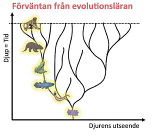 Myt8: Fossil visar på evolution. Tvärtom. Evolutionsläran förväntar sig sekvenser av djur i berget från bakterien till människan.
