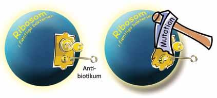 Myt10: Det finns konstruktiva mutationer. Påståendet är rent spekulativt. Ingen har någonsin sett en mutation som tillför kvalitativt ny information till arvsmassan.