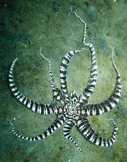Härmbläckfisken Havens åttaarmade impressionist Calvin Smith Utanför kusten av ön Sulawesi i Indonesien upptäcktes år 1998 en fantastisk varelse.