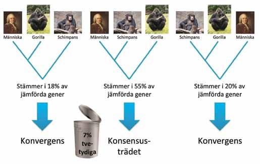Myt4: Likheter beror på släktskap. Ja, inom de skapade slagen men inte mellan dem.