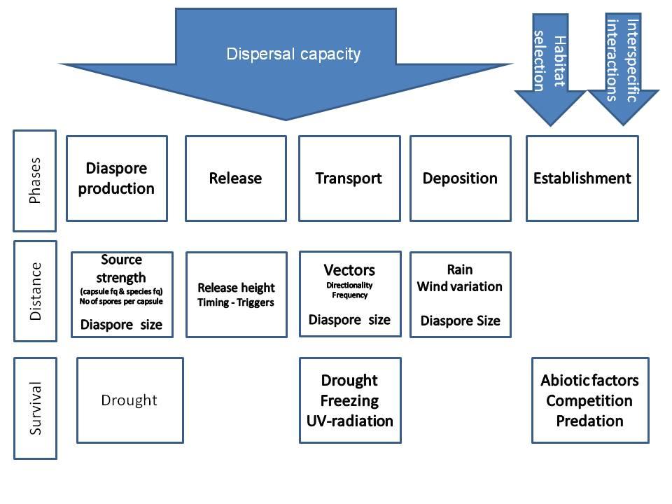 times among flowering plants (Eriksson & Kainulainen 2011). Wind is also an important vector for passive long-distance dispersal of species which otherwise has active short-distance dispersal (e.g. insects) (Compton 2002; Sturtevant et al.