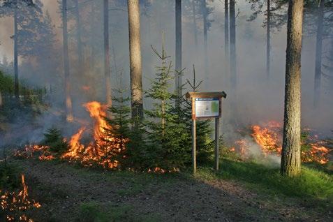 Vissboda naturreservat - under och efter branden Text och bild: Björn Nordzell. Ända fram till 1900-talets början brann närmare en procent av vårt lands skogar vid naturliga skogsbränder.