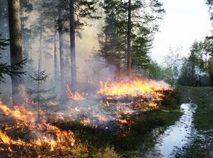 och gränsområdena runt den planerade bränningsområdet säkrades genom brandgator och vattenbegjutning.