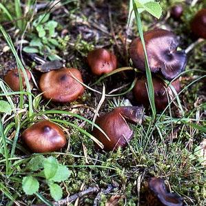 6 Bitter rotskräling Phaeocollybia jennyae. Brunnsparken Strax intill där jag bor ligger Brunnsparken, en traditionell folkpark med danspalats, restaurang och parkteater.