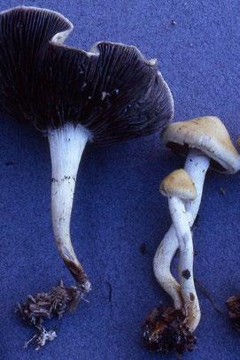 på en bokstubbe. Två av de gamla tallarna i parken hyser mycel av grovticka Phaeolus schweinitzii i de nedre delarna av stammarna och i rötterna.