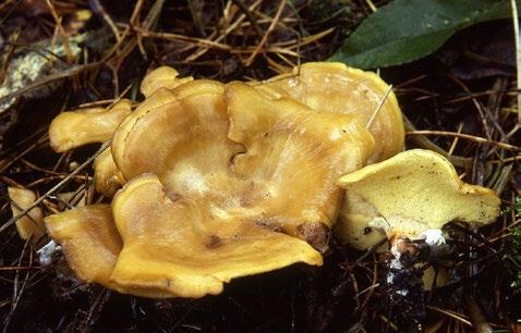 1994 en ganska stor ticka i en spricka på basen av en levande asp. Det visade sig vara just stor aspticka Phellinus populicola (NT).