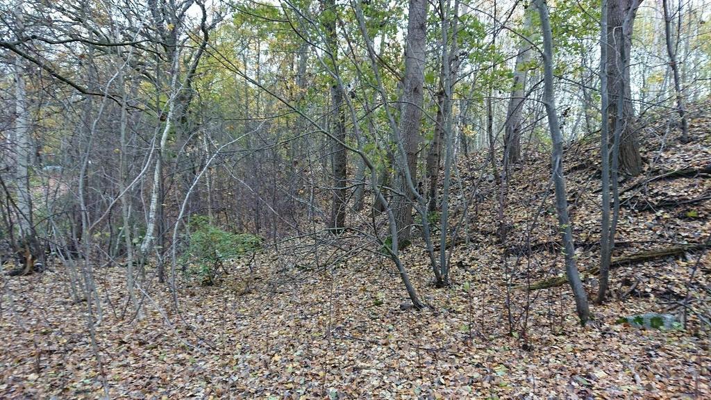 3. Lövskog Figur 4. Lövskogsparti utanför täktområdet. Beskrivning Lövskog nordväst om täktområdet. Delområdet sluttar delvis österut.