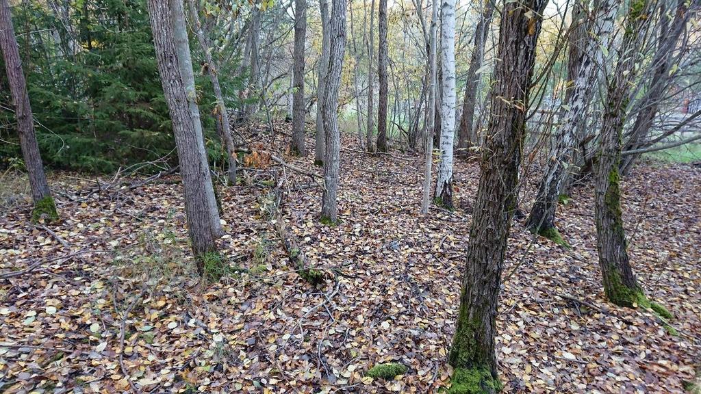 4. Ungskog Figur 5. Ungskog av sälg och björk. Beskrivning Ungskog av huvudsakligen sälg och björk men i norra delen dominerar tall.