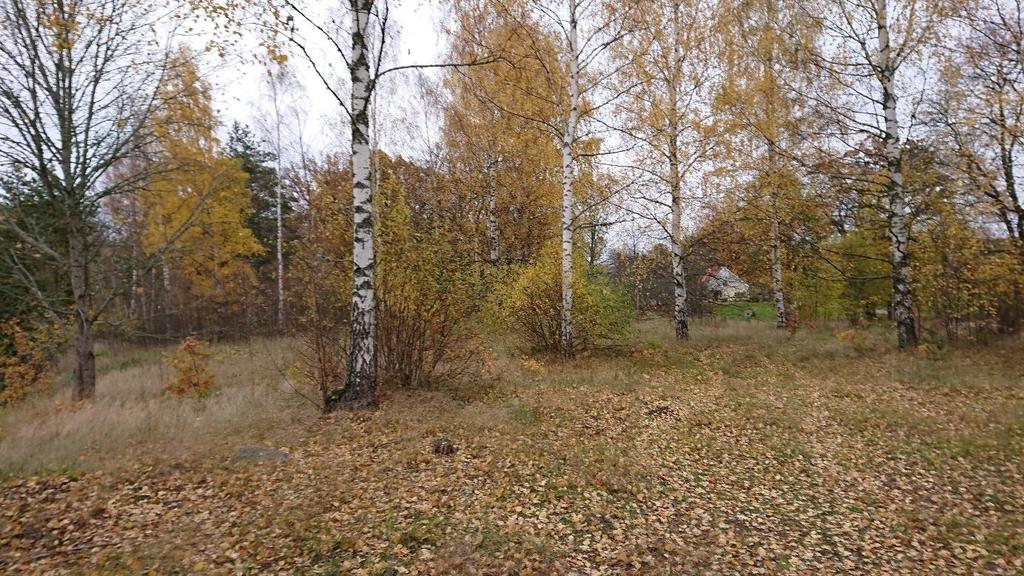 5. Trädbevuxen gräsmark Figur 6. Gräsmark med strödda träd. Beskrivning Gräsmarken i öst och sydöst som är kraftigt igenvuxen av bredbladigt gräs.