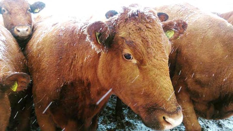 att som de lika väl som andra raser måste utfodras efter behov för att producera vare sig det gäller mjölk eller kött. Men även att de svarar bra på korrekt utfodring, speciellt för tillväxt.