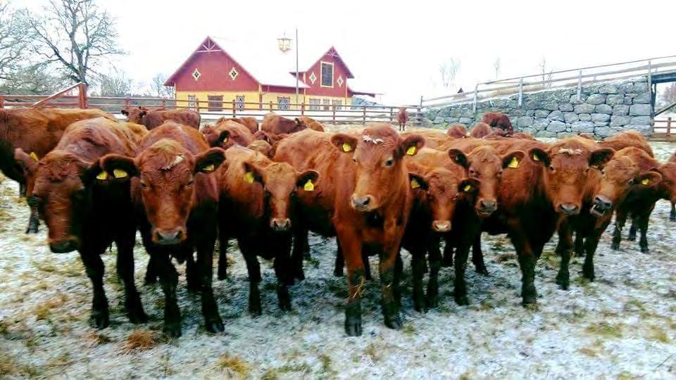 Skillnaden skulle också kunna bero på uppfödningsmodell där rödkullan oftast föds upp som dikalv, medan SRB-kalvarna istället föds upp som traditionella mellankalvar på en spannmålsrik foderstat.
