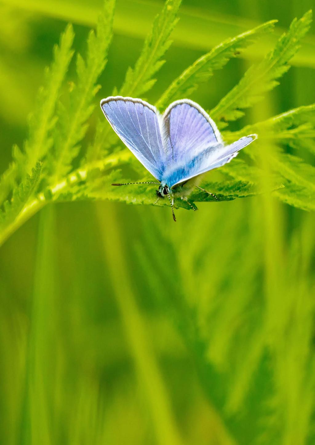 Medlemsinfo 2 2018 Juni BILD: ISTOCK Ledare: Förväntan inför sommaren FOSU förbereder
