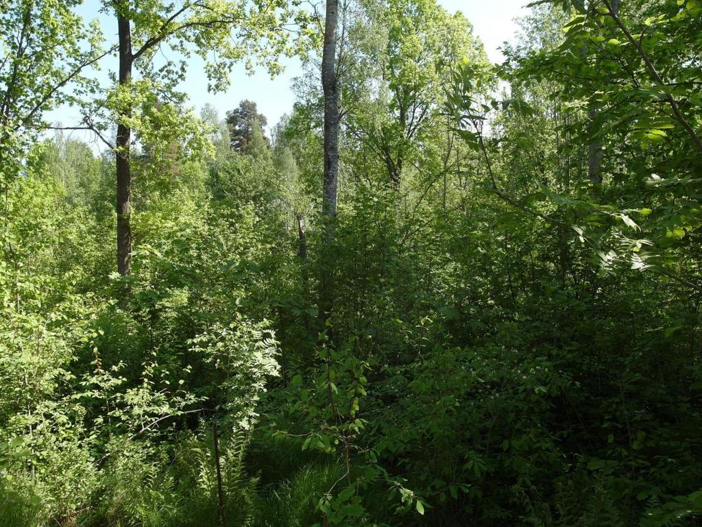 Lind (S) Trolldruva (S) Blåsippa (S, F) Ormbär (S) Linden är värmeälskande och lever i inlandet ofta en undanskymd tillvaro vid sydvända bergskanter.