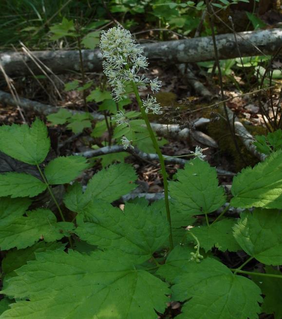 Referenser: Den nya nordiska floran, Mossberg, Stenberg, Wahlström & Widstrand, 2003 Sörmlands flora, Rydberg, Wanntorp, Botaniska sällskapet i Stockholm, 2001. 2009-08-18.