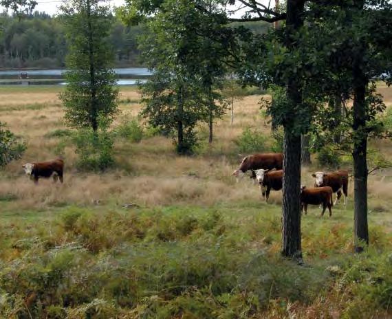 restaurangen och bensinmacken nedanför Klementsbacken. Vermansmåla, Backaryd.
