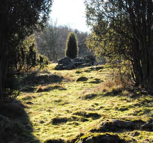 I området finns en intressant gradient från det torra till det riktigt våta och från en enemarksflora till hagmarks- och lundflora.
