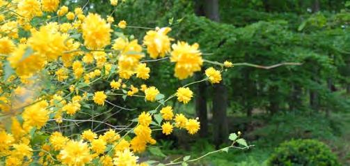 DEL 3: Ronneby kommuns grönstruktur Brunnsområdet idag, Södra Brunnsskogen och Golfbanan En japansk växt (Kerria japonica) som används i Japanska trädgården i Brunnsskogen.