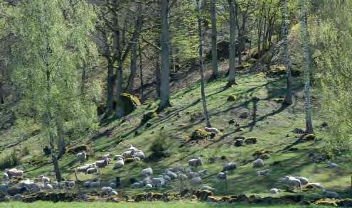 DEL 3: Ronneby kommuns grönstruktur JÄRNAVIK Järnavikskärgården, de kustnära storbyarna, Svalemåla och Gyön Själva kustbandet i och kring Järnavik präglas av branta berghällar, ädellövskog och betade