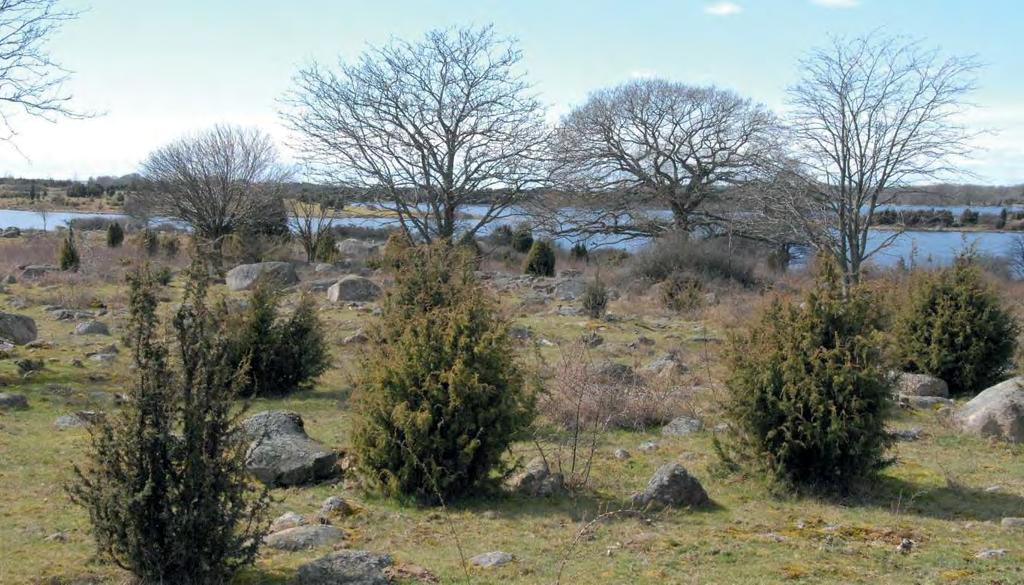 DEL 3: Ronneby kommuns grönstruktur Almö Almö bör betraktas som en centalpunkt för turism och friluftsliv i Listerbyskärgården.