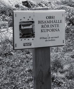 Så välanpassade! Vår och försommar fick vi stödmata våra privata gula (traktens blandning), i vissa bigårdar ända fram till juli. De vuxna nordiska samhällena klarade sig utan stöd.