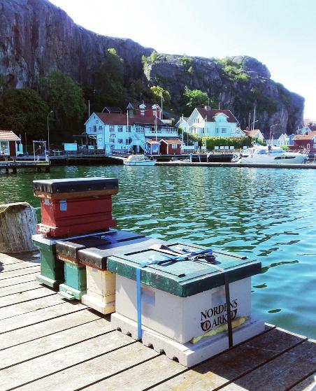 Drönarsamhällen på kajen i