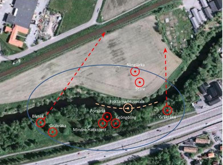 8 Fig 3. Förekomst av rödlistade arter vid Finngösabäckens utlopp i Säveån 2015. 6.