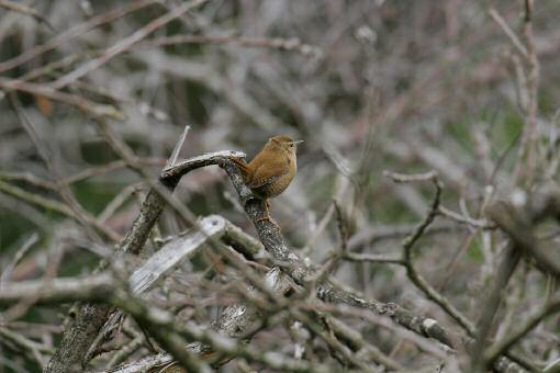 Gärdsmyg. Foto omas Larsson Enkelbeckasin Tre revir noterade, kan finnas ytterligare något revir. Morkulla Två revir i området. Skogssnäppa Fyra revir av denna vadarfågel som häckar i skogen i bl.a. gamla trastbon.