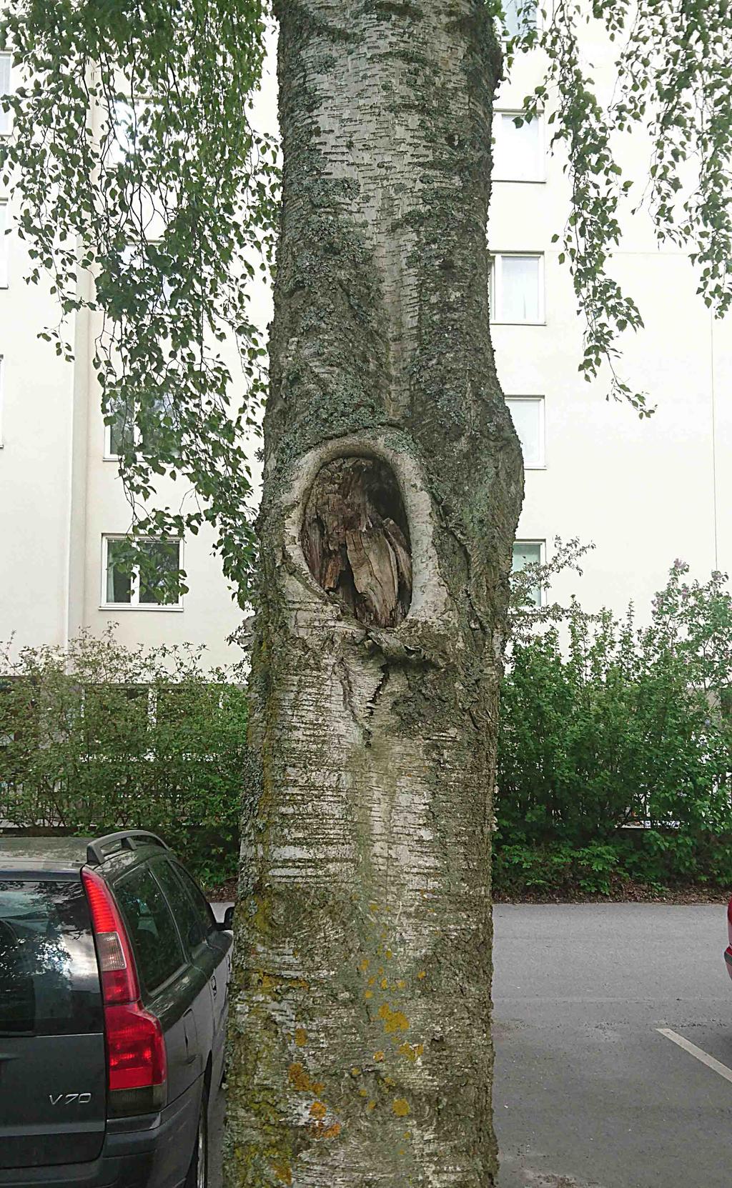 Beskrivning av livsmiljöer Engelbrektsområdet utgörs av parkmiljöer med häckar och träd. Några träd har naturliga hålbildningar vilka utgör viktiga miljöer för fåglar att anlägga bo i.