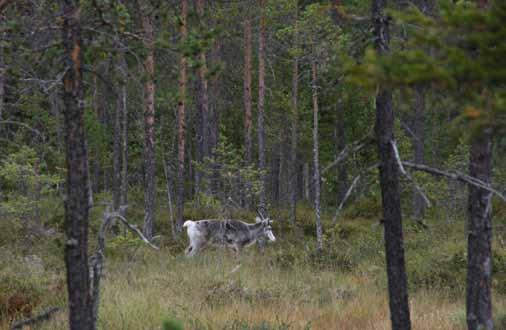 5. Rennäringen Rennäringen Ekoparksområdet har under lång tid nyttjats av samer och rennäring. I dag är det Gällivare skogssameby som nyttjar markerna.