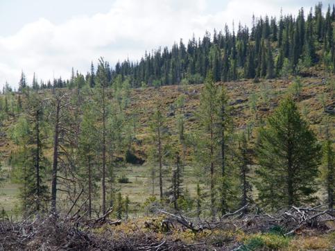kommer på många håll. De gamla skogsbestånden är ofta flerskiktade med förekomster av död ved. I höjdlägen är skogen gles och sannolikt lågproduktiv som följd av det utsatta läget.