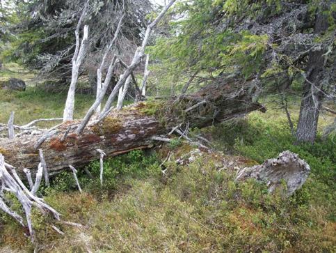 3 LANDSKAPETS VÄRDEN OCH FÖRUTSÄTTNINGAR Berörda avrinningsområden Hela utredningsområdet ligger inom Skellefteälvens avrinningsområde, och delavrinningsområdet Storavans utlopp.