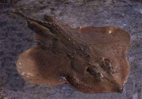 5.3.1. Öresund Det är anmärkningsvärt att Haploops-samhället inte alls påträffades under videokarteringarna 2015 trots att flera transekter hade förlagts till kärnområdet norr om Ven.