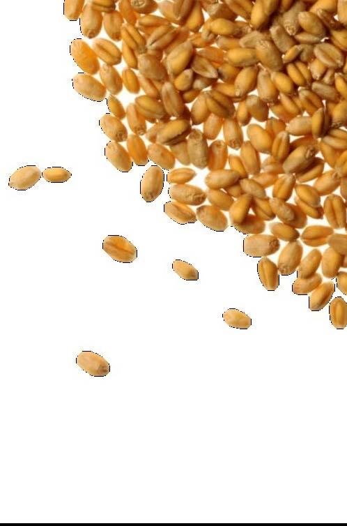 Grain Grain