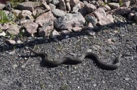 några små biflöden, från Stor-Sjouten ned till Hansselet.