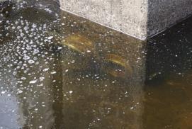Ett visst djurliv återvänder med stor sannolikhet till ån under sommaren när vatten tappas i åfåran nedströms flottningsdammen. Många arter far dock illa av hur tappningen sker.