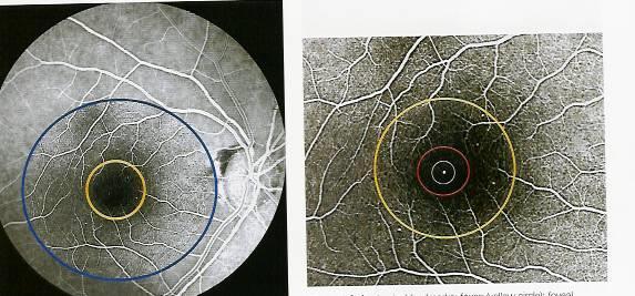 Macula ca 4 papilldiametrar Fovea - ca 1 papilldiameter Faz (foveal