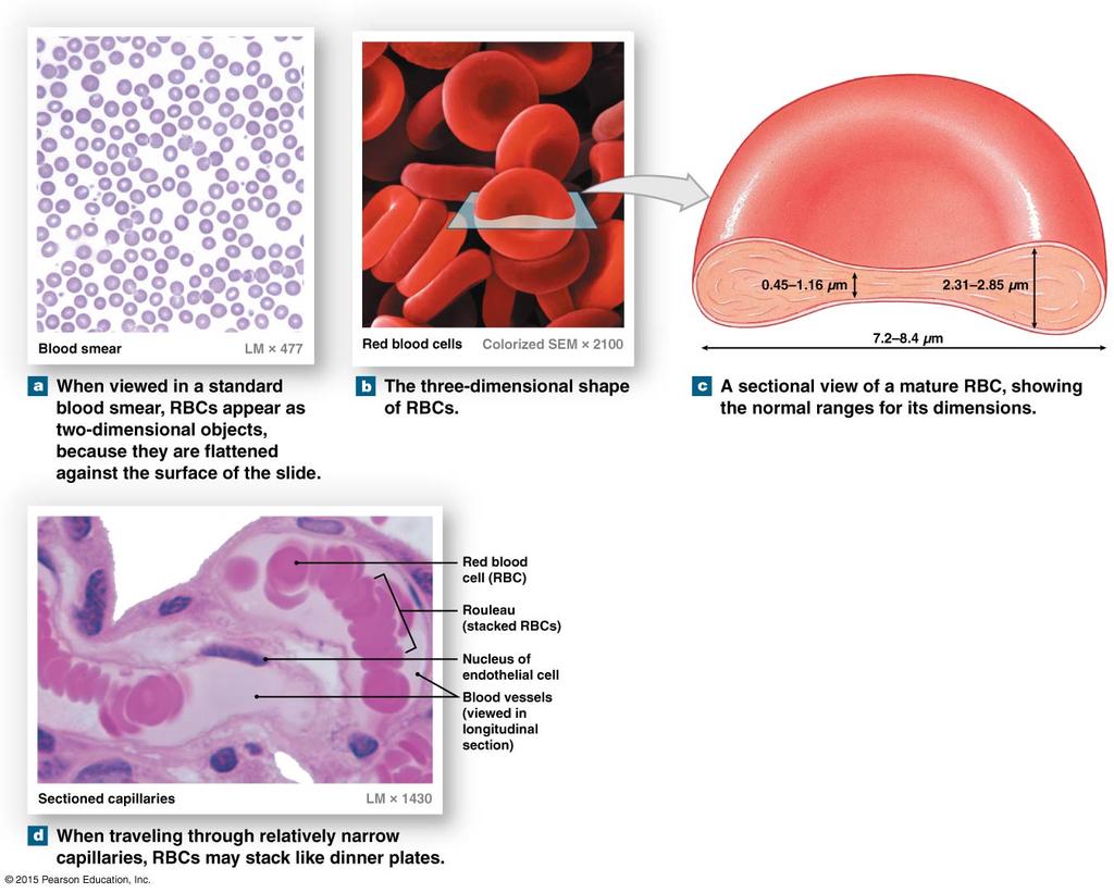 Tema 4 - Del B. (5 p) a) Vilka beståndsdelar består blodet av? Namnge de olika celltyperna och beståndsdelarna så specifikt som möjligt.